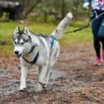 husky running with a canicross harness on
