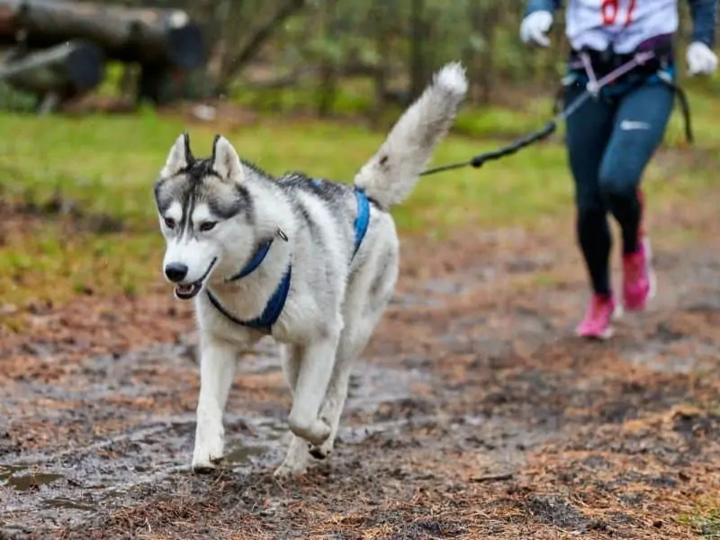husky running with a canicross harness on