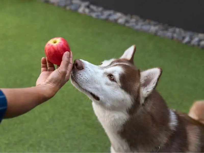 can huskies eat apples