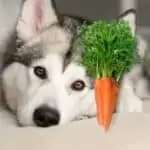 can huskies eat carrots