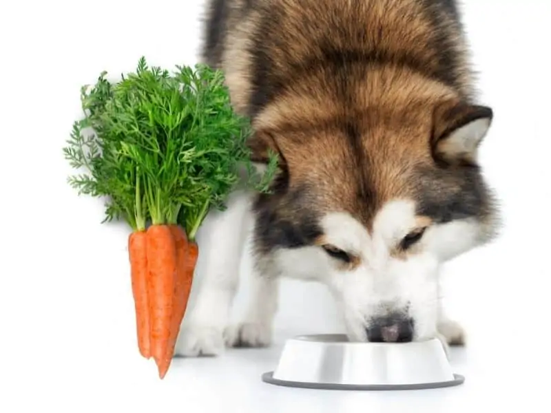 can huskies eat carrots