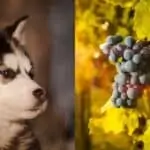 can huskies eat grapes