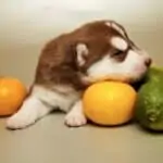 can huskies eat oranges