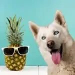 can huskies eat pineapple