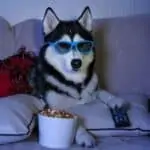 can huskies eat popcorn