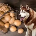 can huskies eat potatoes
