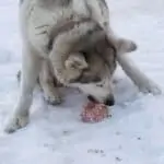 can huskies eat raw meat