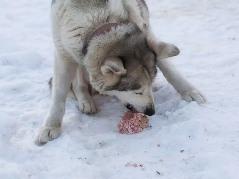 can huskies eat raw meat