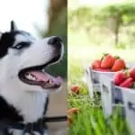 can huskies eat strawberries