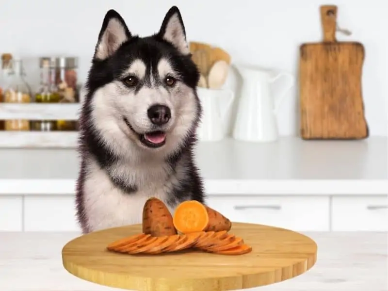can huskies eat sweet potatoes