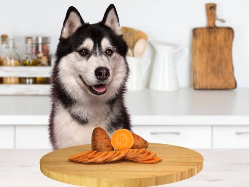 how to feed a husky