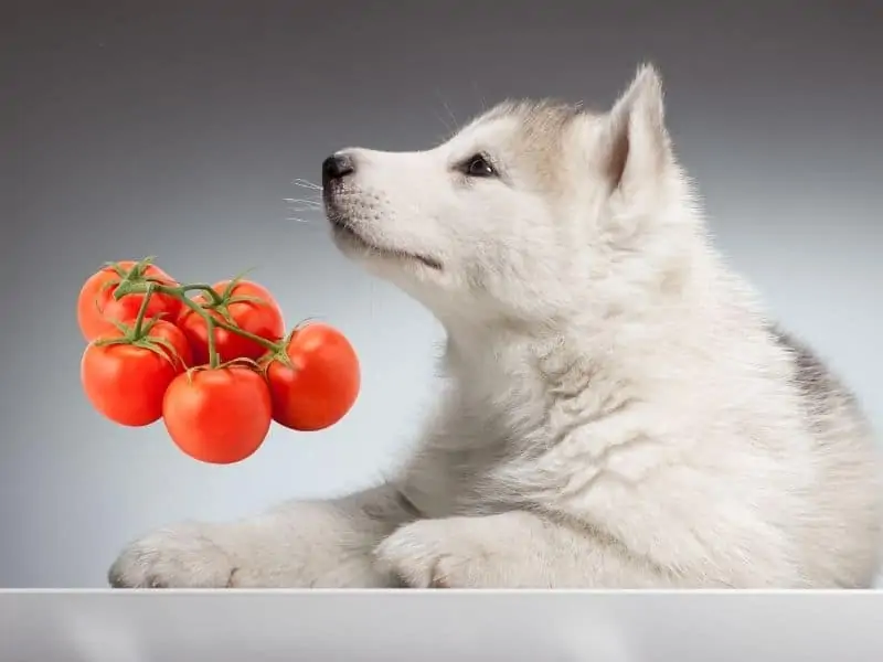 can huskies eat tomatoes?