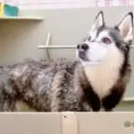 Best dog shampoo for huskies