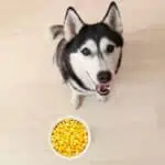 Can huskies eat corn