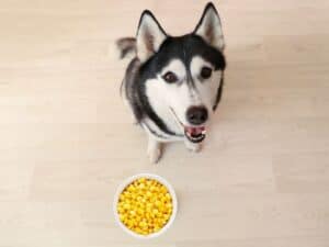 Can Huskies Eat Corn? Is It Safe For My Dog?