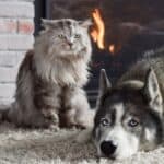 Husky dog and cat in front of fireplace