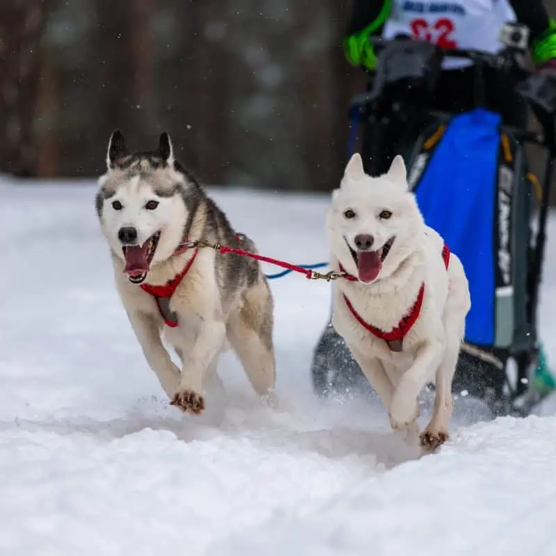 Husky dogs pulling sled in race