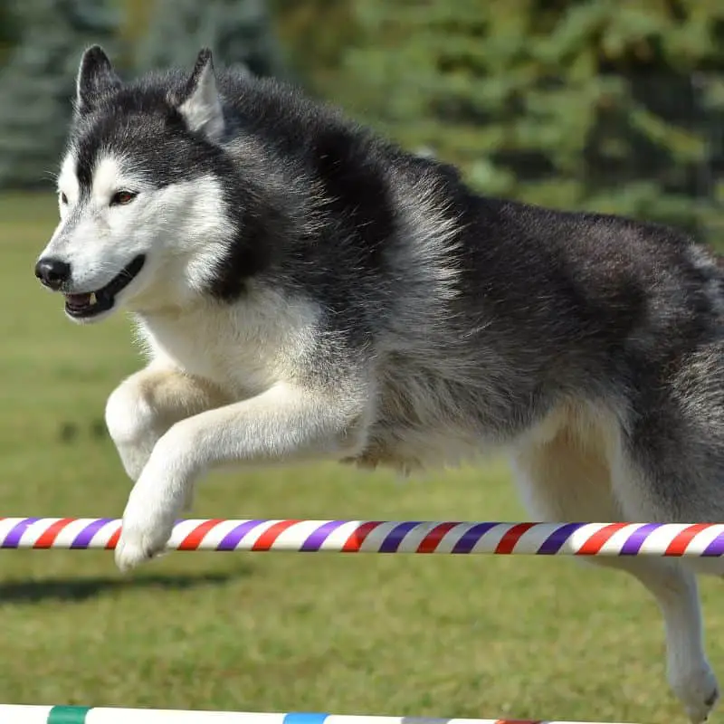Husky in dog agility training
