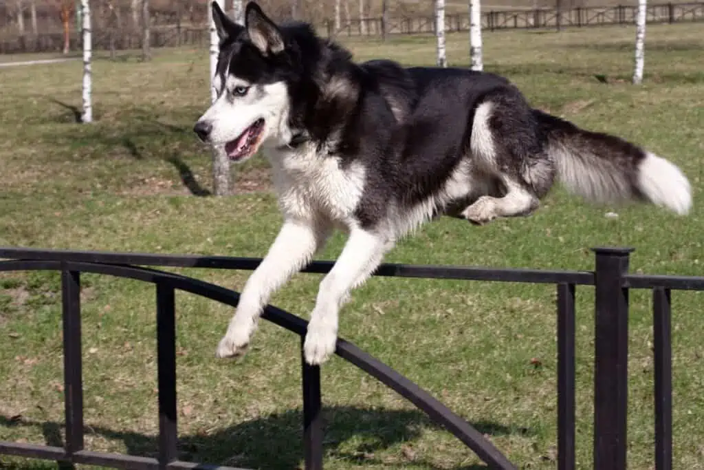 Husky jumping over fence
