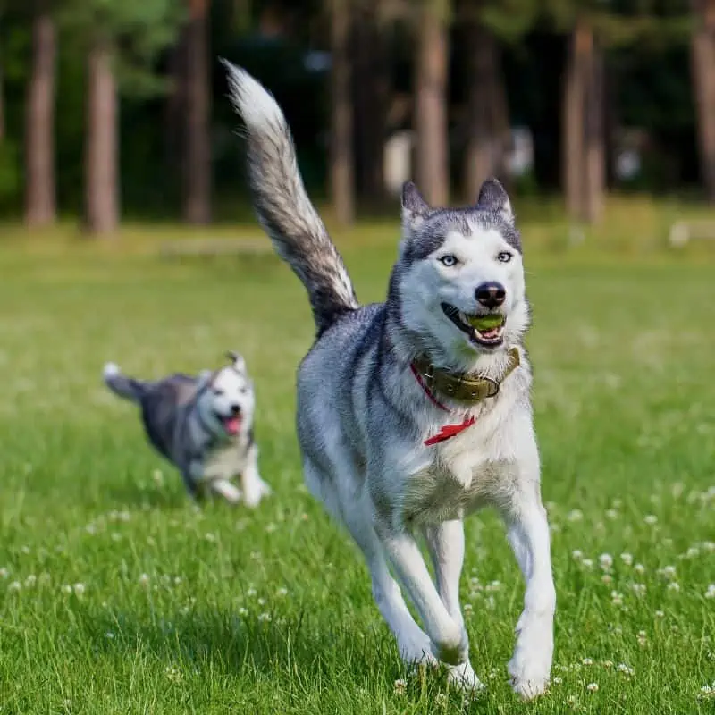 Husky playing catch with owner