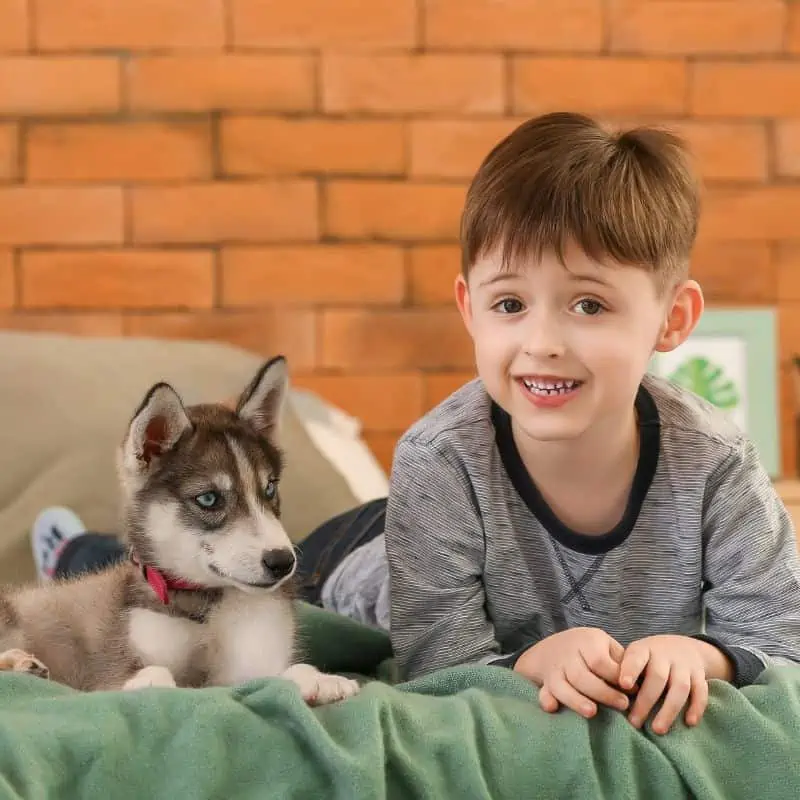 Little boy with husky puppy