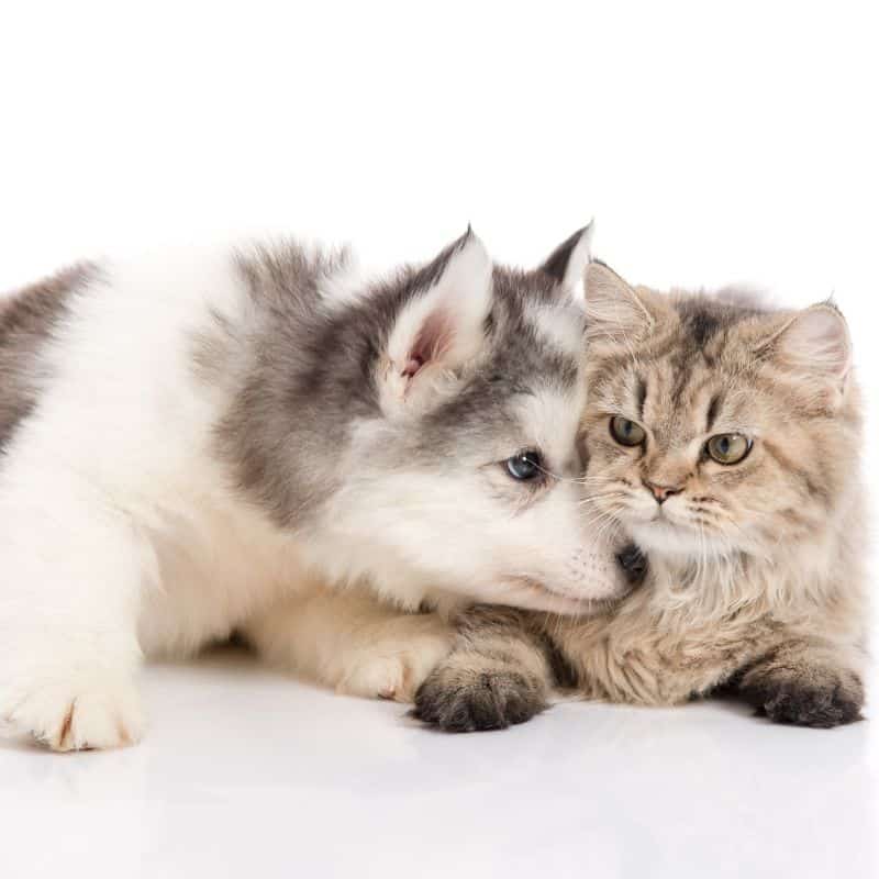 Siberian husky and kitten