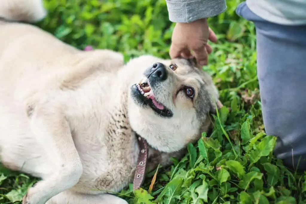 Cheerful fat husky dog laying on the grass