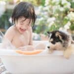 Cute Asian child bathing with Siberian husky puppy