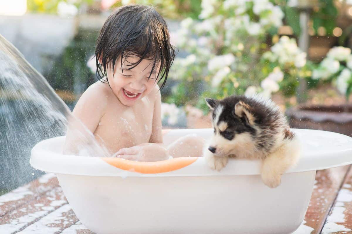 Do Huskies Smell? (Husky Grooming Step By Step)