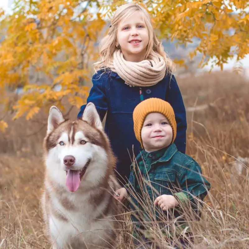 Girl and boy walking with Husky in forest