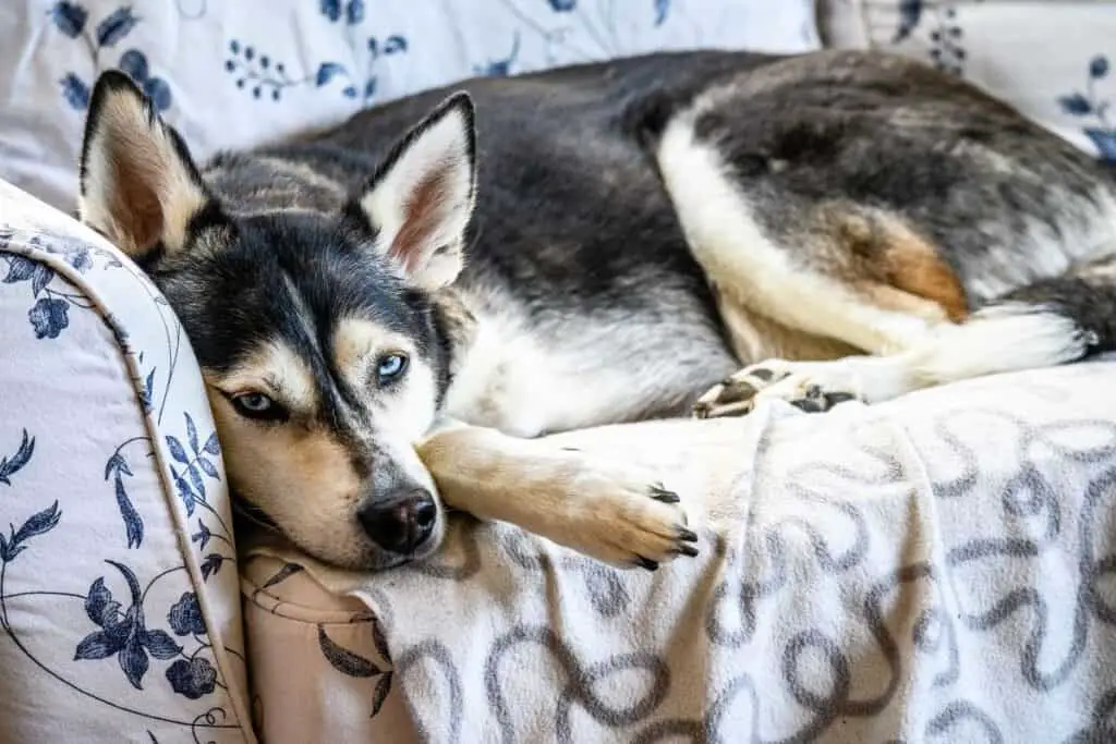 Husky dog relaxing on the couch