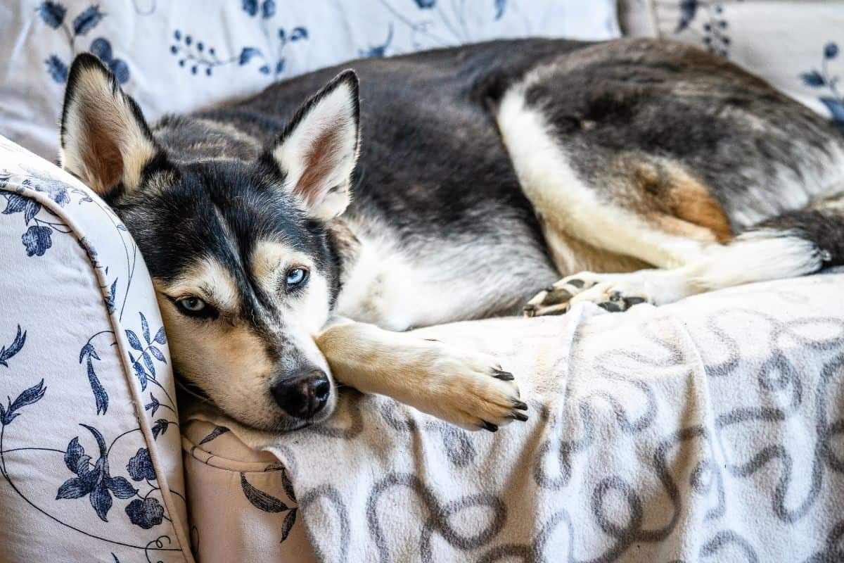 how long does a panamanian husky live for