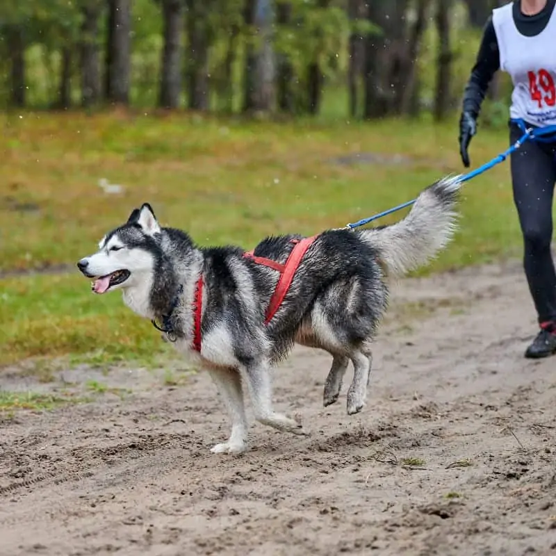 Husky running in race