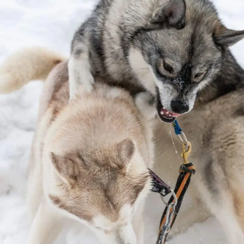 Husky sled dogs playing in the snow