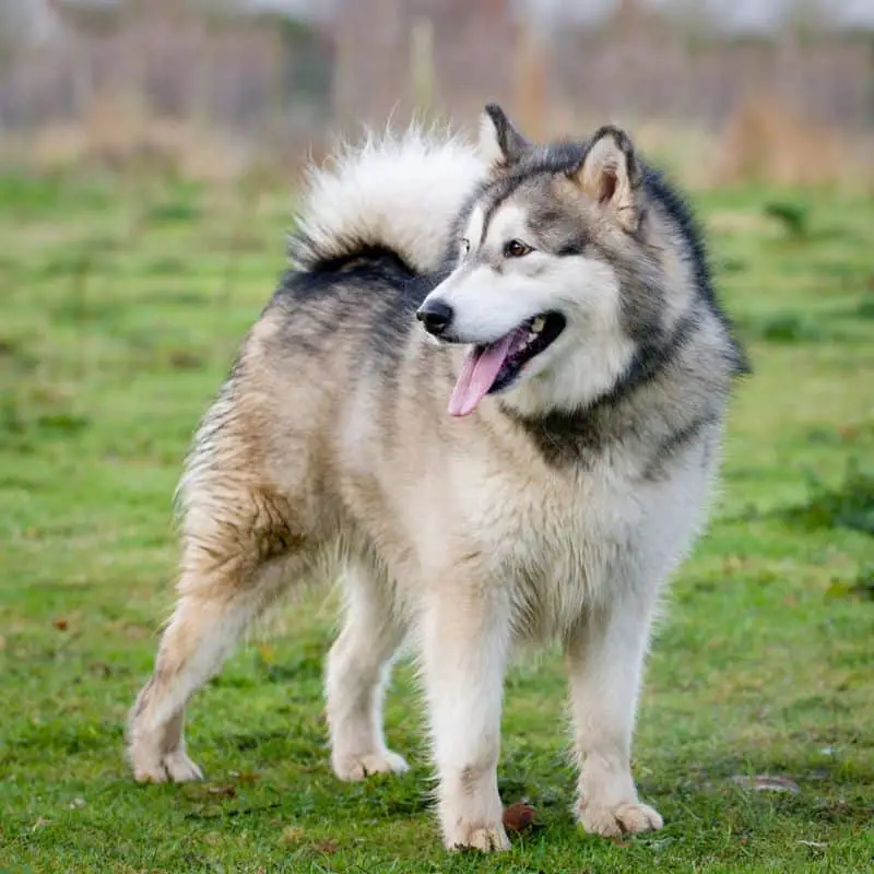 Siberian Husky dog outdoors