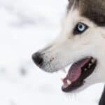 Siberian husky showing aggression from fear