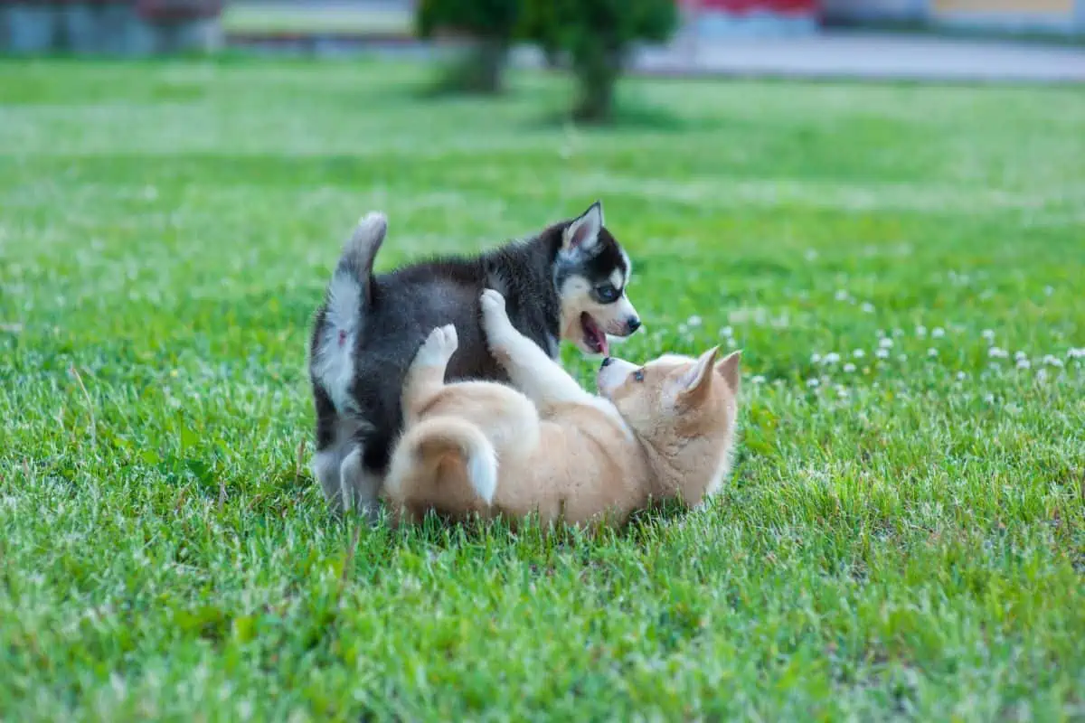 two husky puppies playing