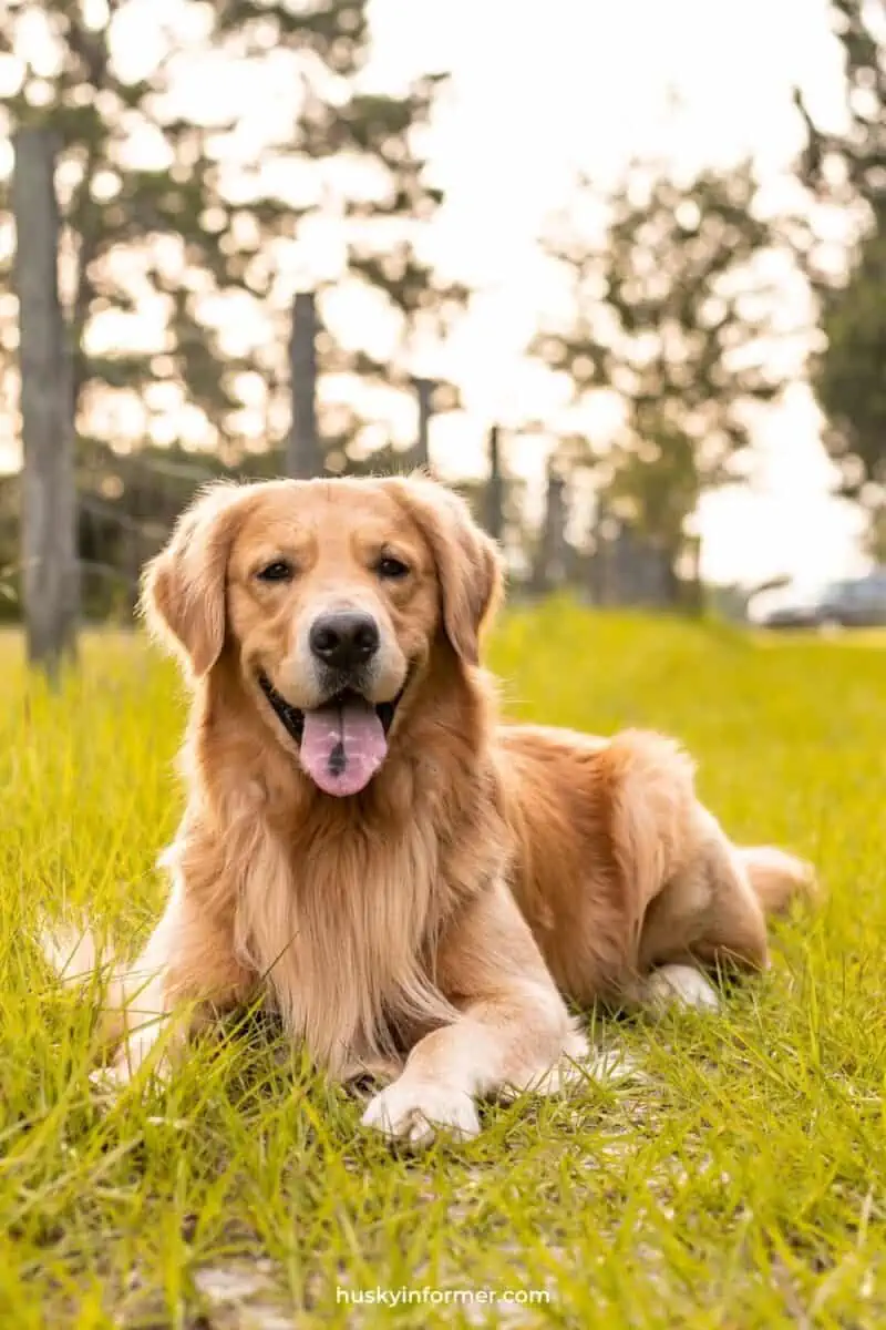 golden retriever lying with tongue out