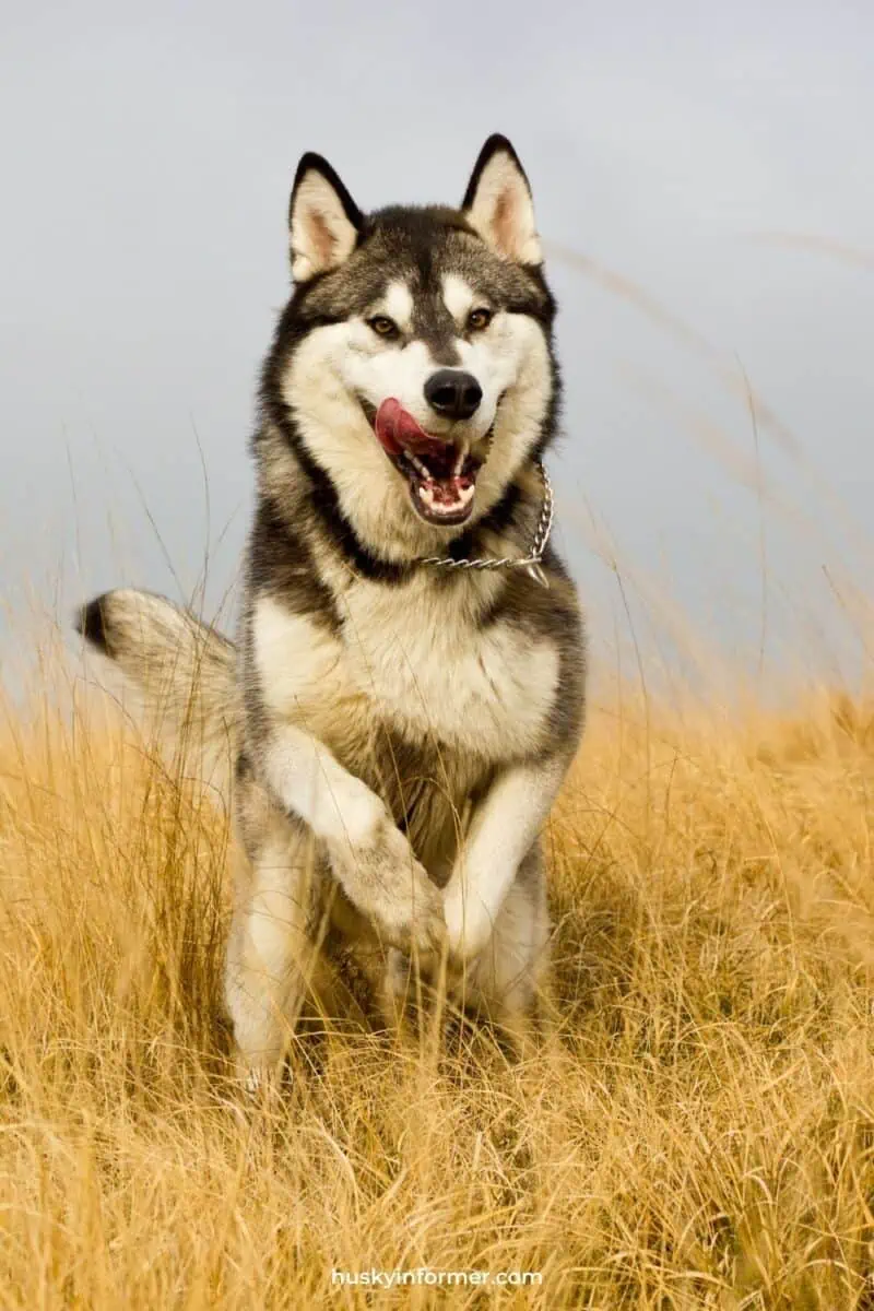 husky jumping in yellow grass
