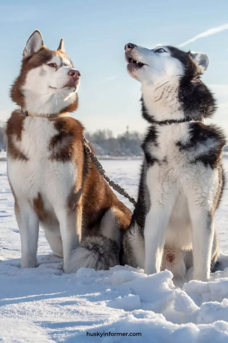 two huskies in the snow