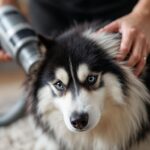 husky hair being vacuumed