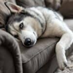 husky lying on a couch