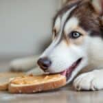 husky eating peanut butter